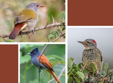 Birding Weekends with Doug Newman